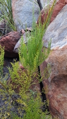 Notobubon ferulaceum