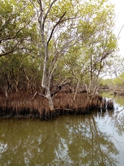 Excoecaria agallocha