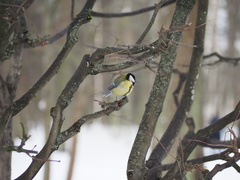 Parus major