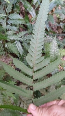 Christella ensifera