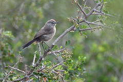 Cercotrichas coryphoeus