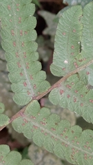 Christella ensifera