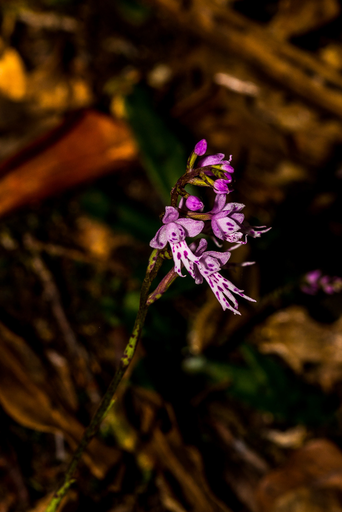 Fringe Madonna Orchid