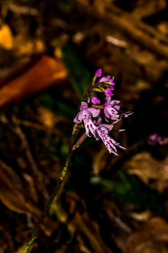 Fringed Stenoglottis