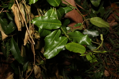 Leichhardtia flavescens