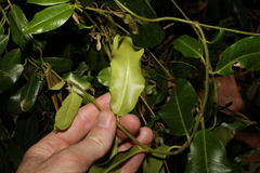 Leichhardtia flavescens