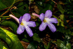 Streptocarpus formosus