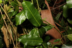 Leichhardtia flavescens