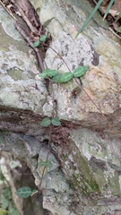Trachelospermum