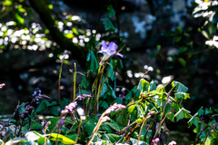 Streptocarpus formosus