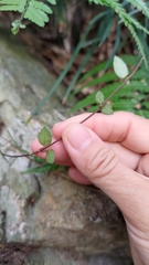 Trachelospermum