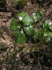 Alepidea natalensis