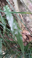 Leptochilus wrightii
