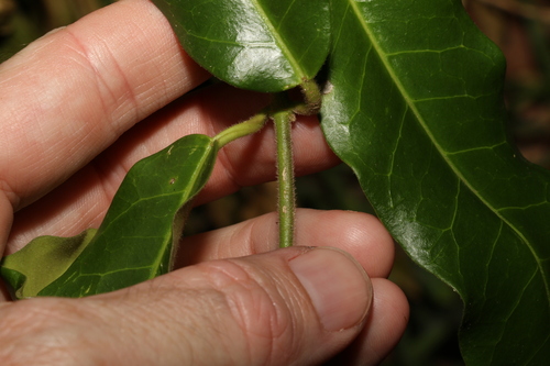 Image of Leichhardtia flavescens by (c) Greg Tasney, some rights reserved (CC BY-SA)