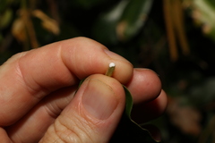 Leichhardtia flavescens