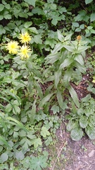 Crepis pyrenaica