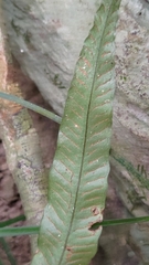 Leptochilus wrightii