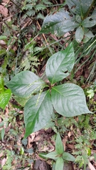 Chloranthus oldhamii