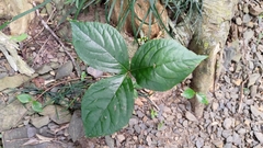 Chloranthus oldhamii