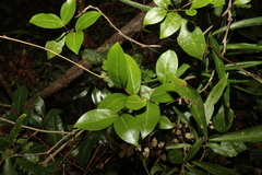 Pandorea baileyana