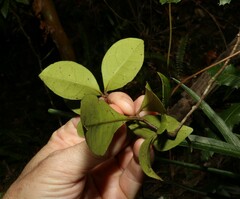 Pandorea baileyana