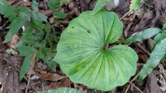 Nervilia concolor