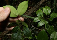 Pandorea baileyana
