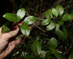 Pandorea baileyana