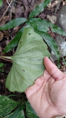 Nervilia concolor