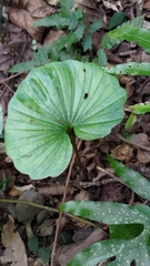 Nervilia concolor