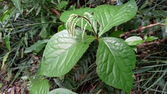Chloranthus oldhamii