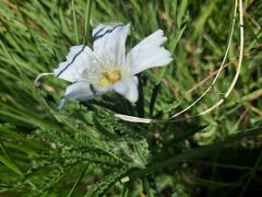 Monsonia