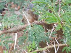 Vachellia karroo