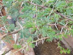 Vachellia karroo