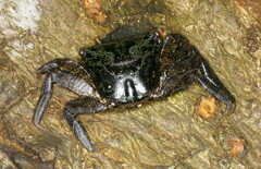Metopograpsus frontalis