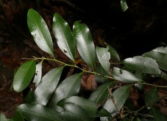 Diospyros australis