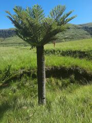 Cyathea dregei