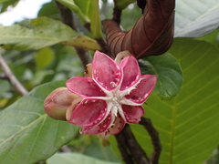 Dillenia suffruticosa