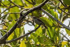Anthreptes gabonicus
