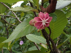 Dillenia suffruticosa