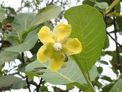 Dillenia suffruticosa