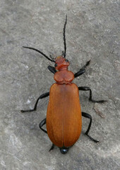 Pyrochroa serraticornis