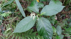 Chloranthus oldhamii