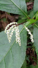 Chloranthus oldhamii