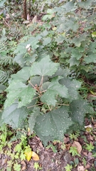 Mallotus paniculatus formosanus