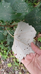 Mallotus paniculatus formosanus
