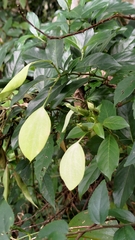 Mussaenda formosanum