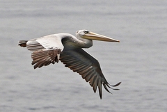 Pelecanus rufescens
