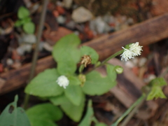 Ageratum conyzoides