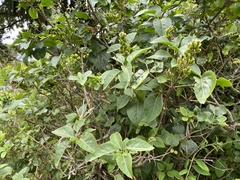 Syringa